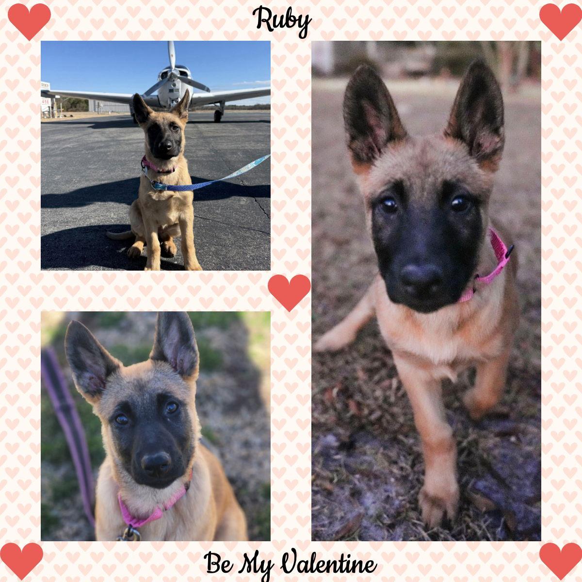 Ruby, a Adopted mixed breed in Baltimore, MD image 2/3