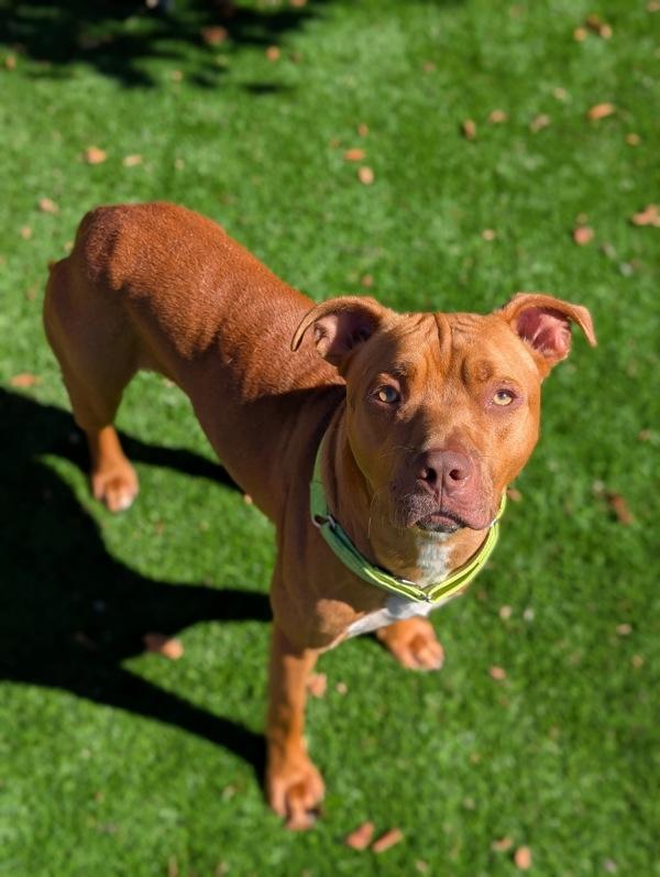 Benny (mcas), Adoptable, Young Male Pit Bull Terrier.