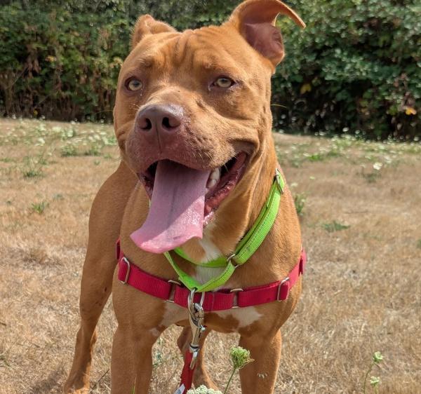 Enlarge Benny (mcas), a Adoptable mixed breed in Troutdale, OR image 2/6