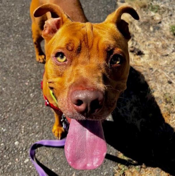 Enlarge Benny (mcas), a Adoptable mixed breed in Troutdale, OR image 3/6