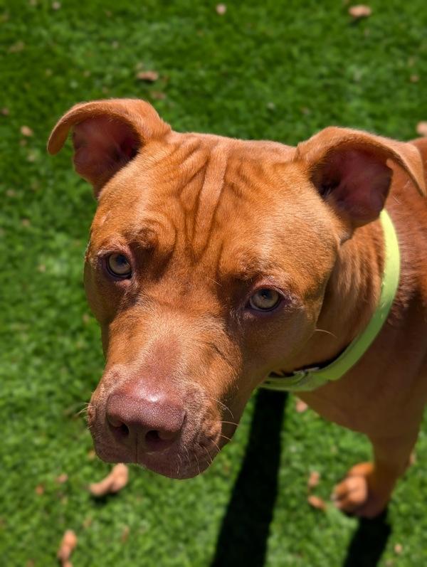 Enlarge Benny (mcas), a Adoptable mixed breed in Troutdale, OR image 4/6