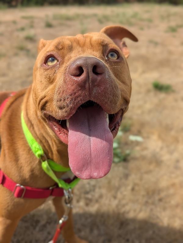 Enlarge Benny (mcas), a Adoptable mixed breed in Troutdale, OR image 5/6