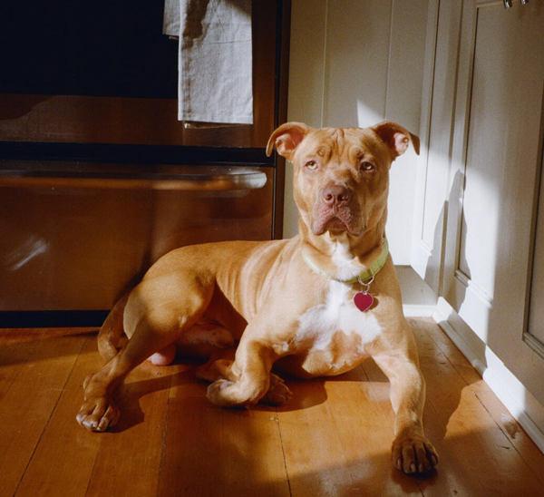 Enlarge Benny (mcas), a Adoptable mixed breed in Troutdale, OR image 6/6