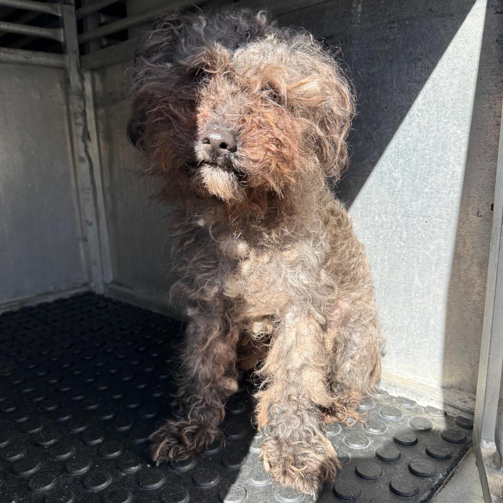 Joselito thumbnail 2