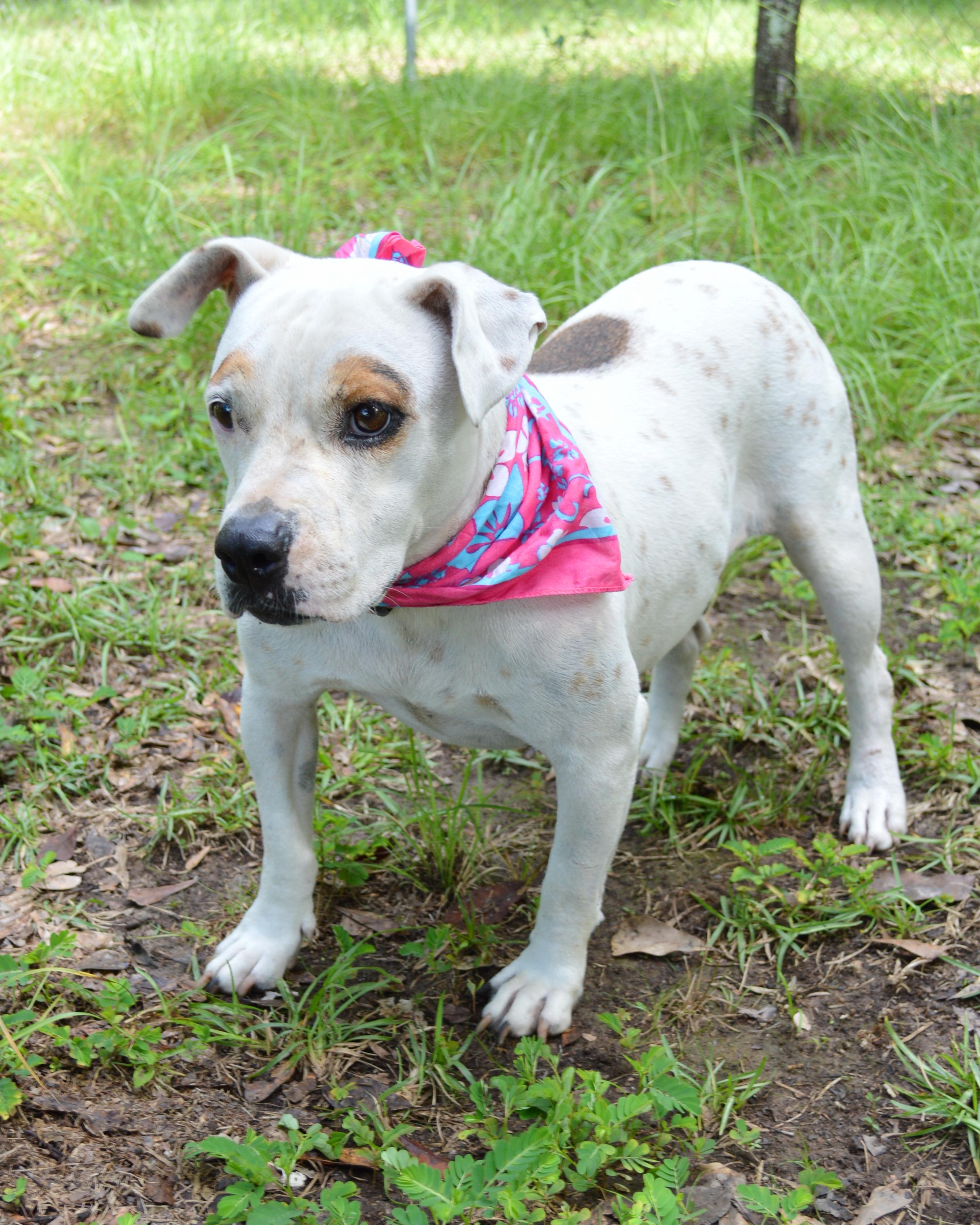 Enlarge Marlee, a Adoptable mixed breed in Hagerstown, MD image 4/6
