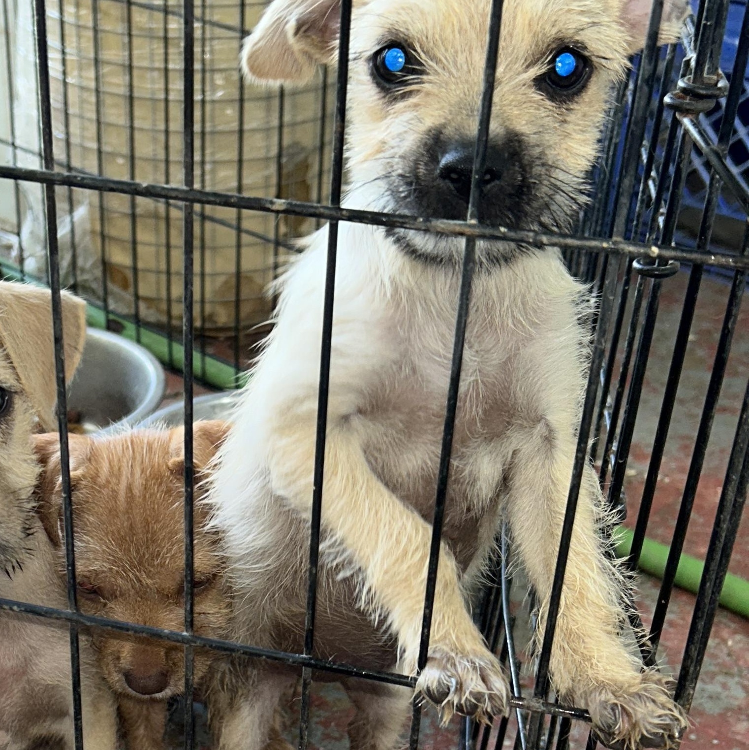 Enlarge Yuki, a Adopted mixed breed in Pittsfield, MA image 1/4