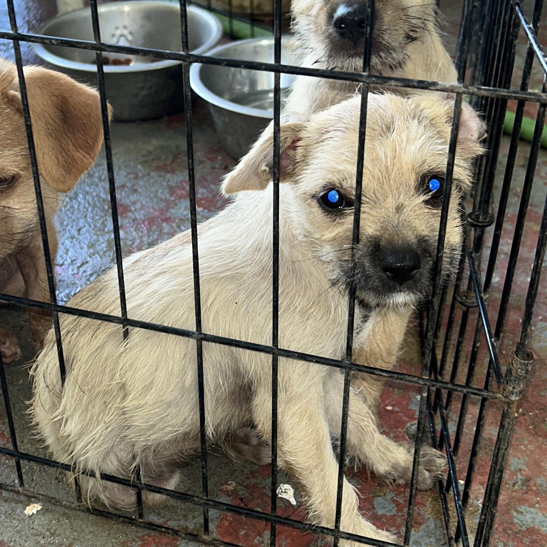 Enlarge Yuki, a Adopted mixed breed in Pittsfield, MA image 2/4