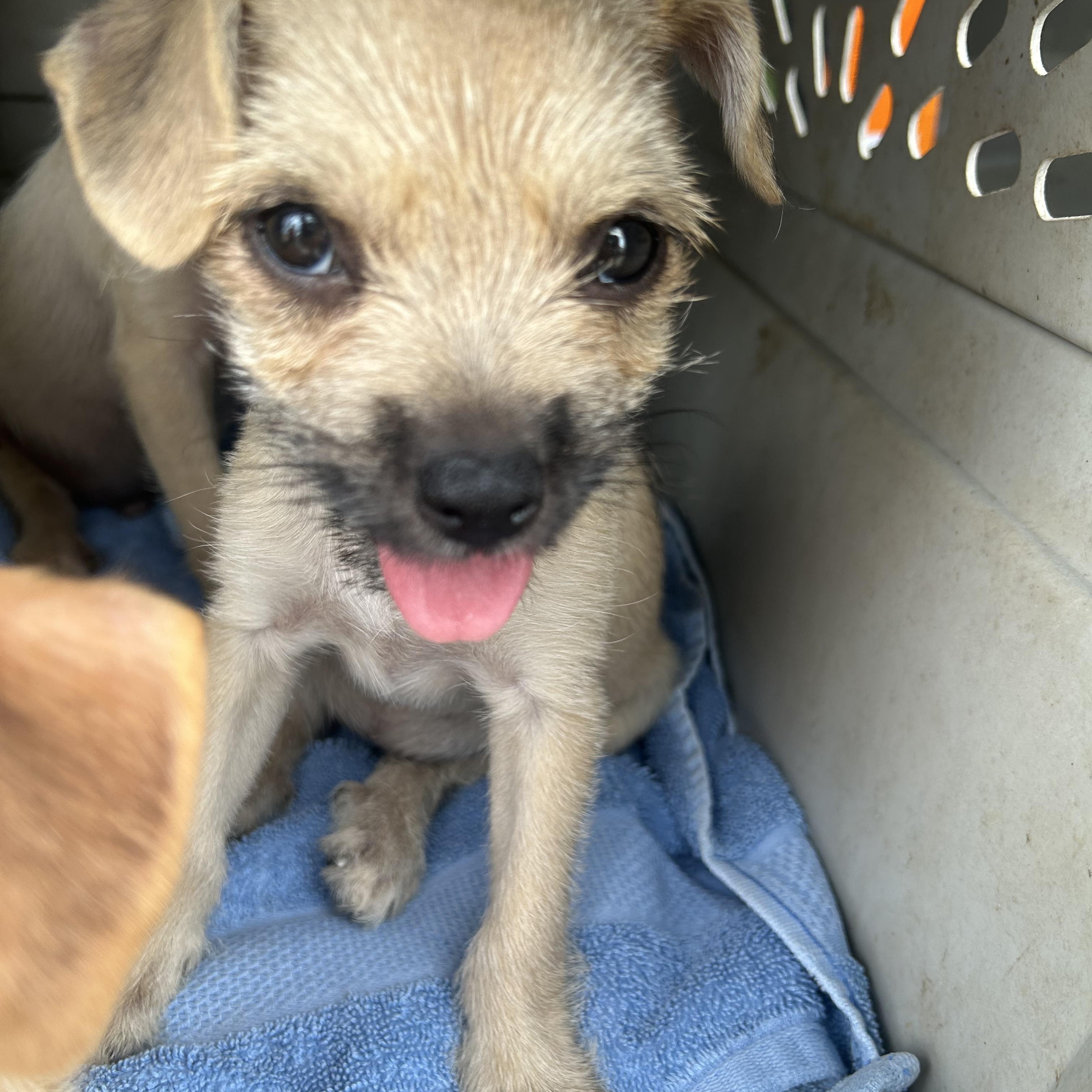 Enlarge Yuki, a Adopted mixed breed in Pittsfield, MA image 3/4