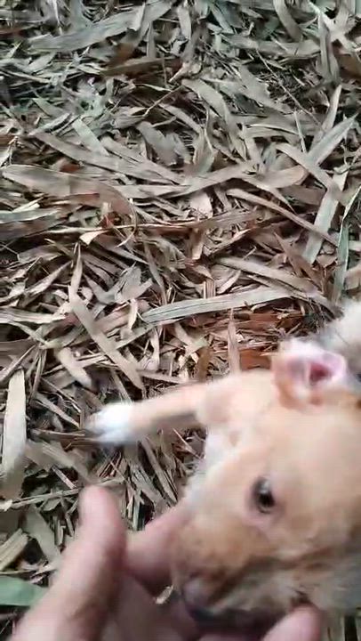 Enlarge Yuki, a Adopted mixed breed in Pittsfield, MA video 4/4