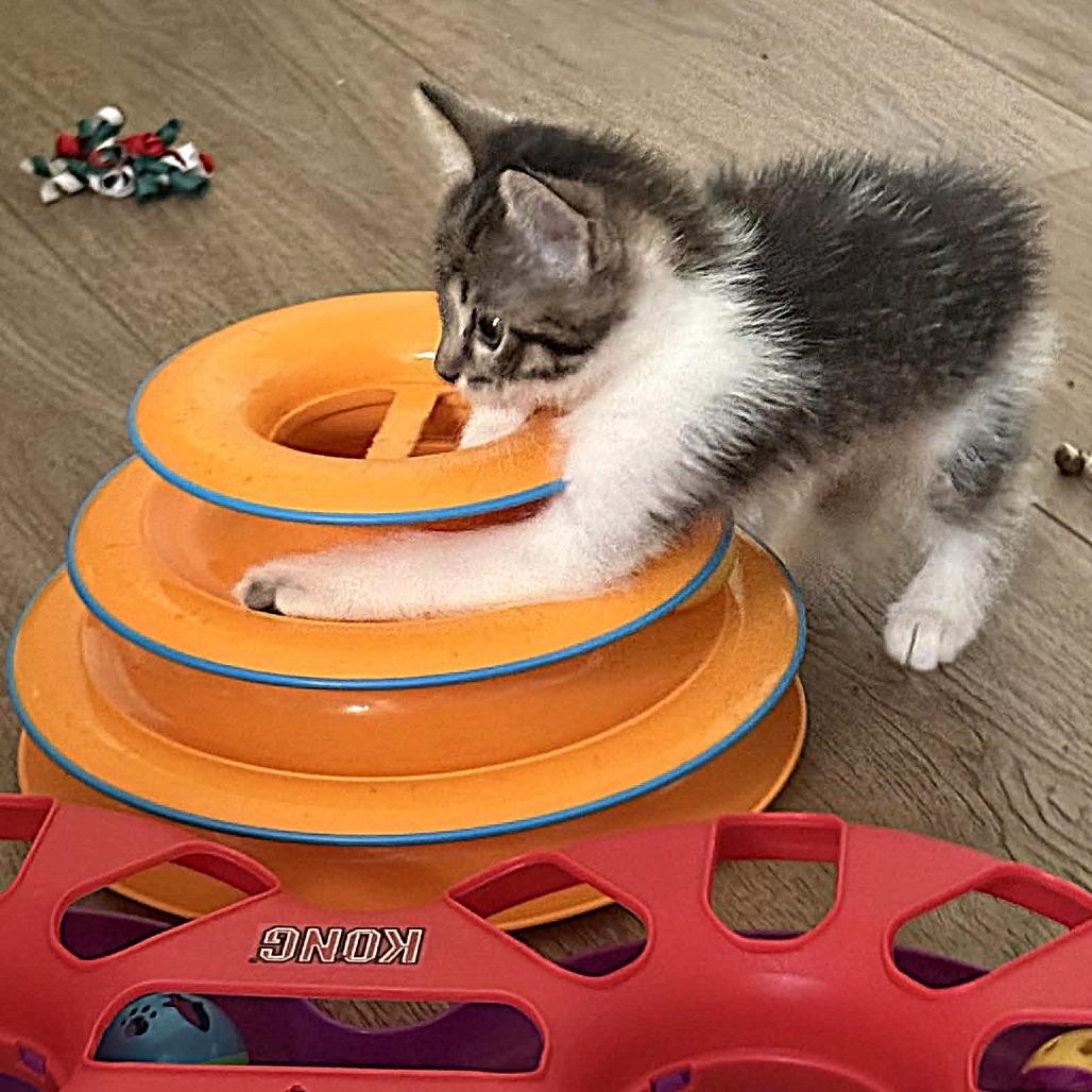 Alpine, Adoptable, Kitten Female Domestic Short Hair.