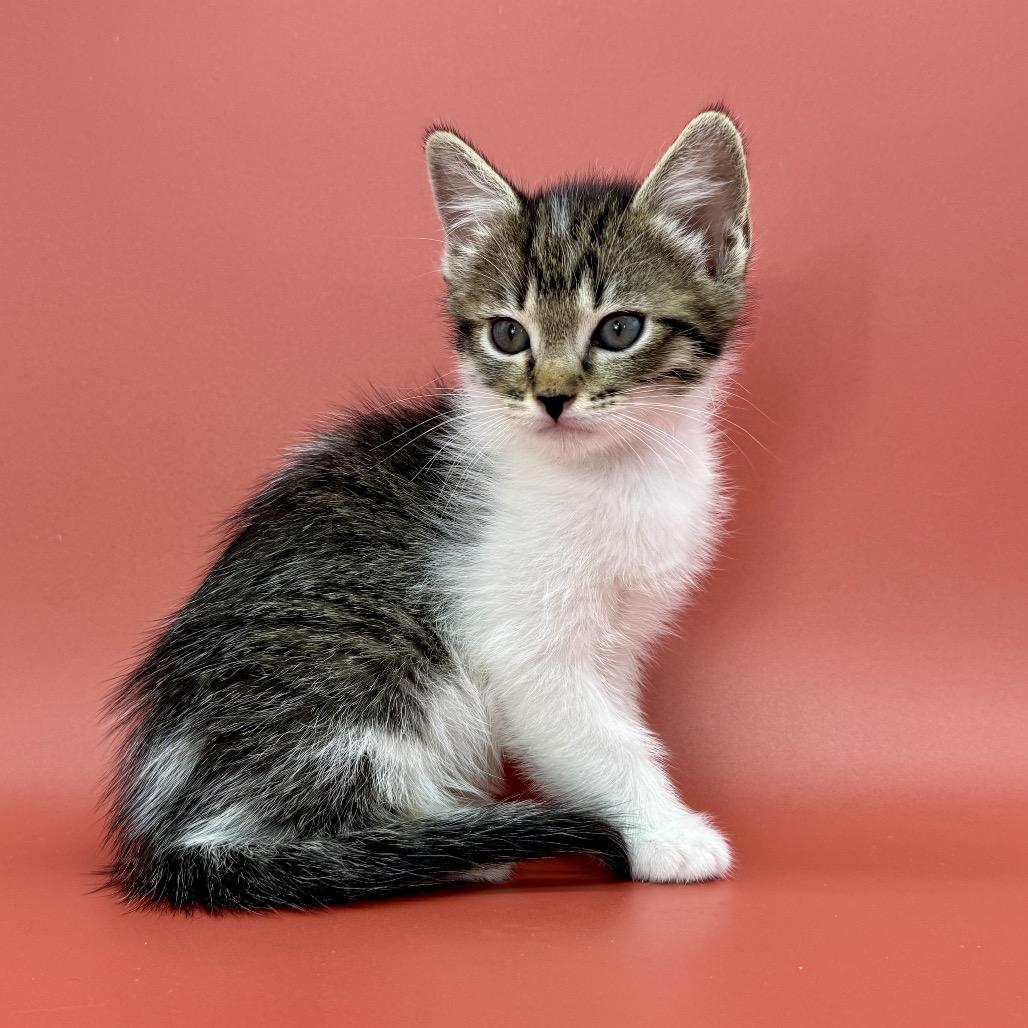 Enlarge Alpine, a Adoptable Domestic Short Hair in Escondido, CA image 2/6