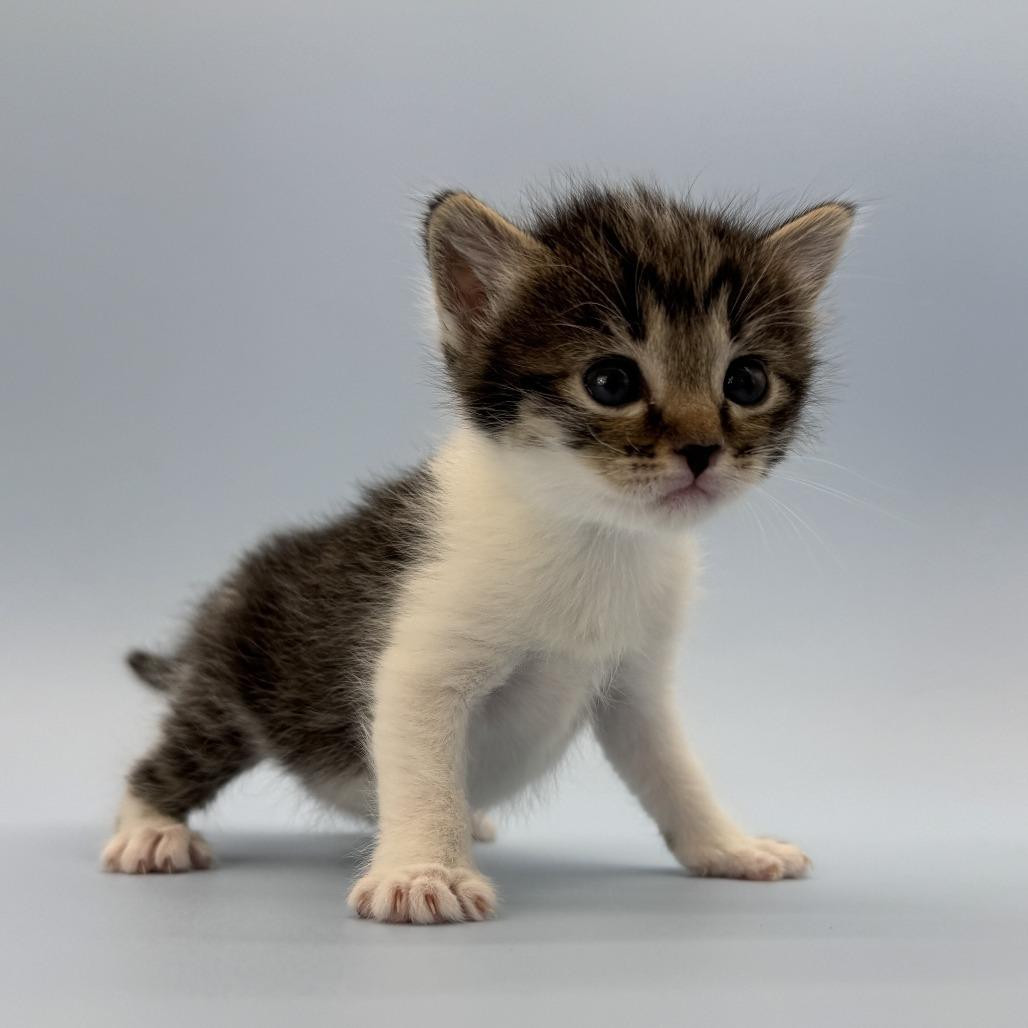 Enlarge Alpine, a Adoptable Domestic Short Hair in Escondido, CA image 4/6