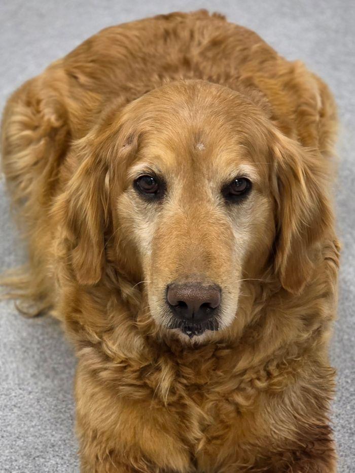 Katie, Adoptable, Adult Female Golden Retriever.