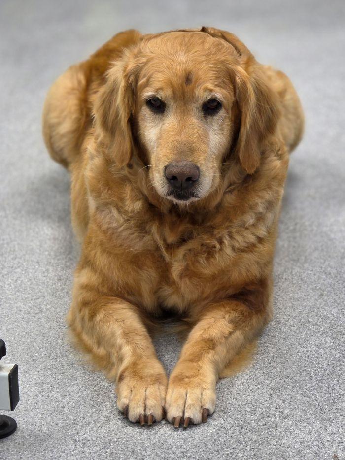 Enlarge Katie, a Adoptable Golden Retriever in Bath, OH image 2/2