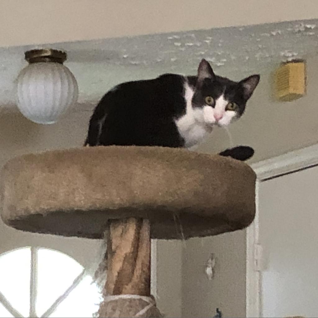 Enlarge Jasper, a Adoptable Domestic Short Hair in League City, TX image 1/3