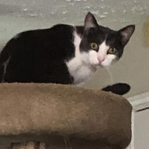 Enlarge Jasper, a Adoptable Domestic Short Hair in League City, TX image 2/3