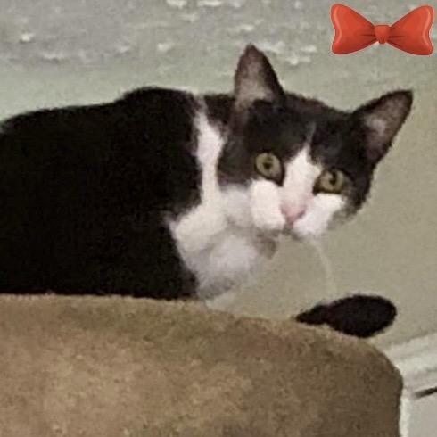 Enlarge Jasper, a Adoptable Domestic Short Hair in League City, TX image 2/3