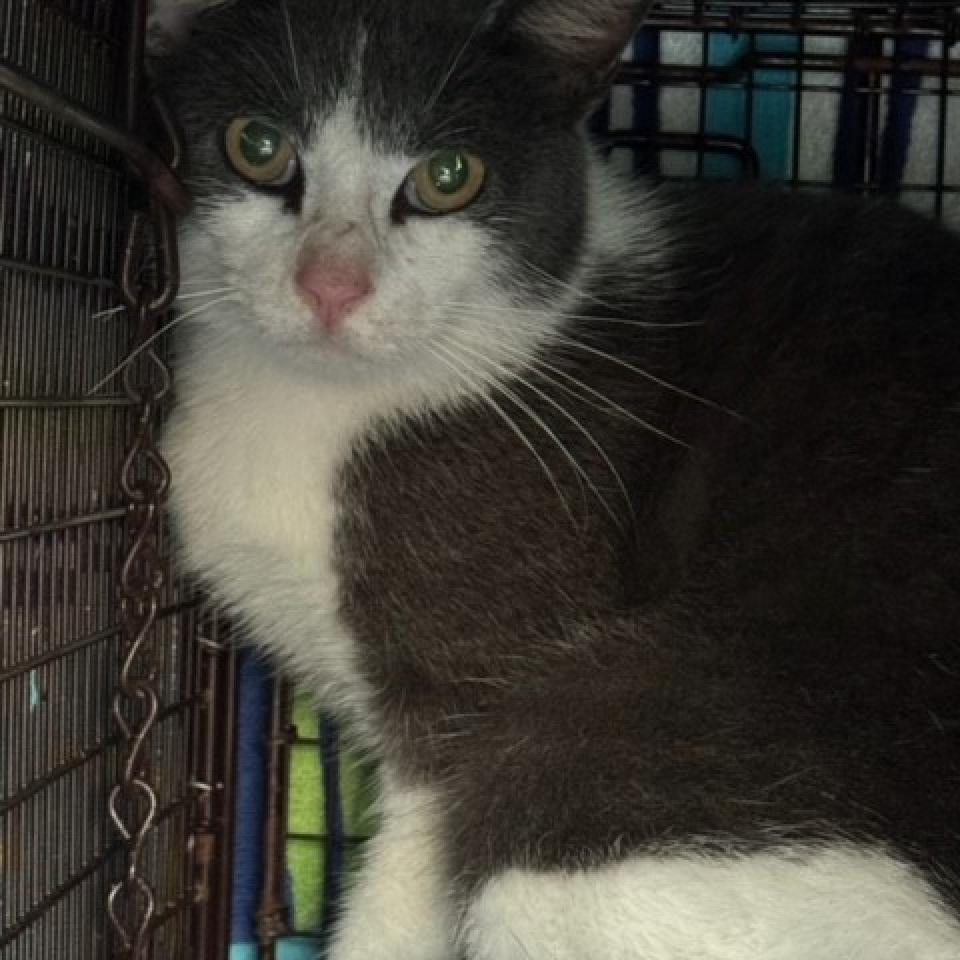 Enlarge Jasper, a Adoptable Domestic Short Hair in League City, TX image 3/3