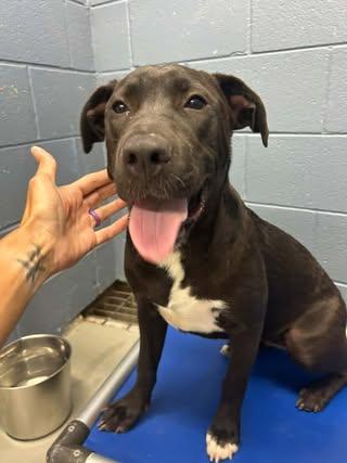 cher, Adopted, Young Female Labrador Retriever.