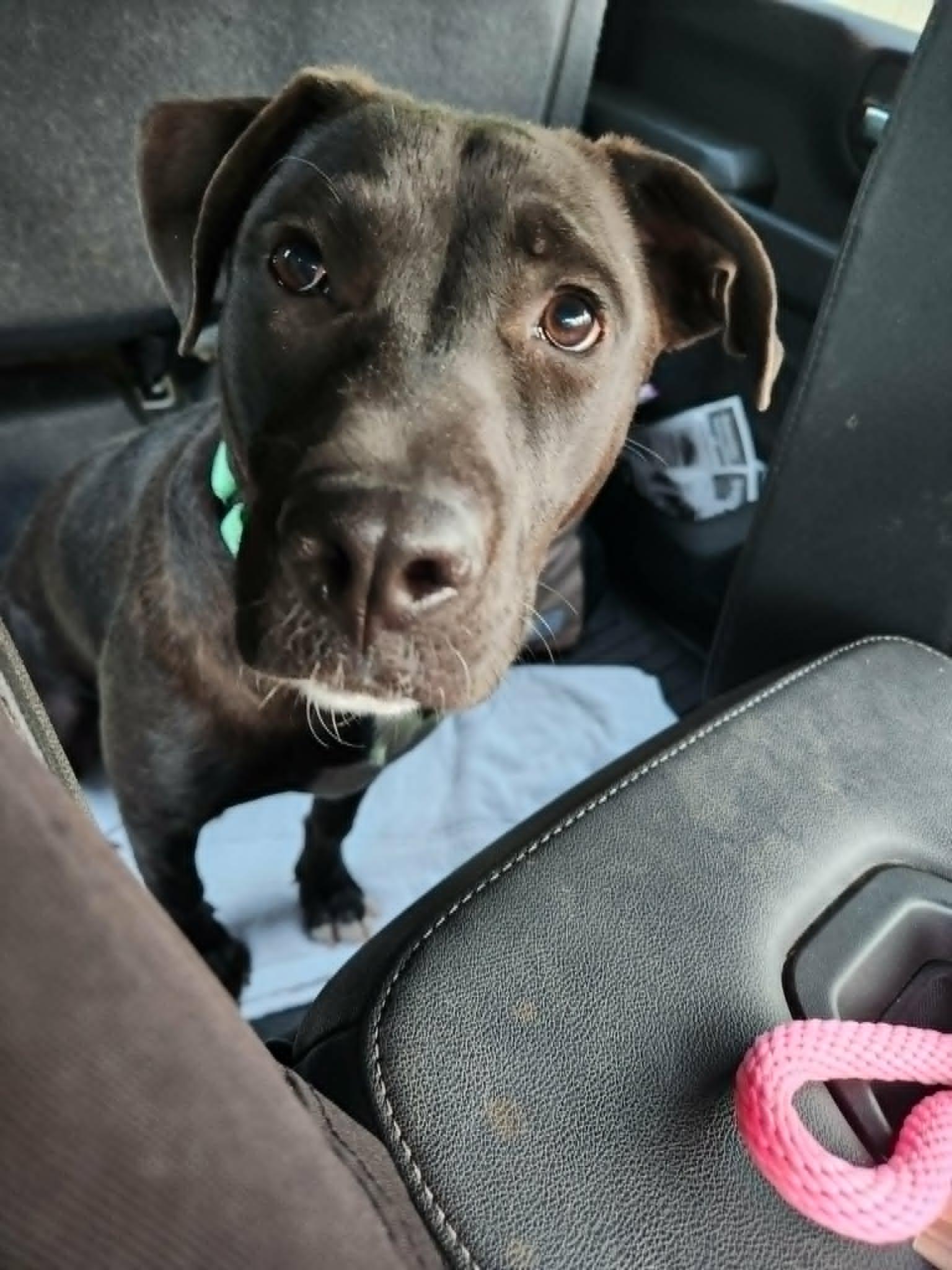 Enlarge cher, a Adopted Labrador Retriever in Rowlett, TX image 2/2