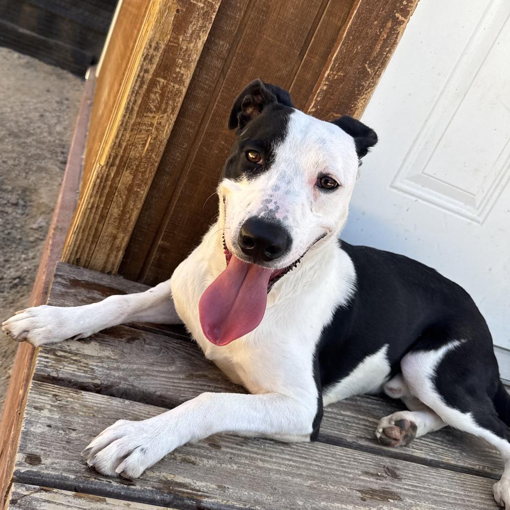 Enlarge Gus, a Adoptable mixed breed in Stagecoach, NV image 1/1