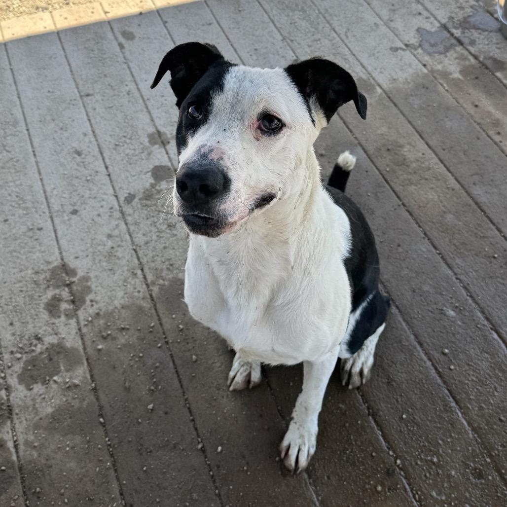 Enlarge Gus, a Adoptable mixed breed in Stagecoach, NV image 1/4