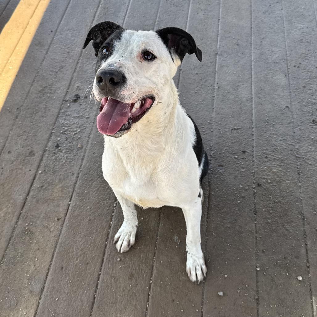 Enlarge Gus, a Adoptable mixed breed in Stagecoach, NV image 2/4