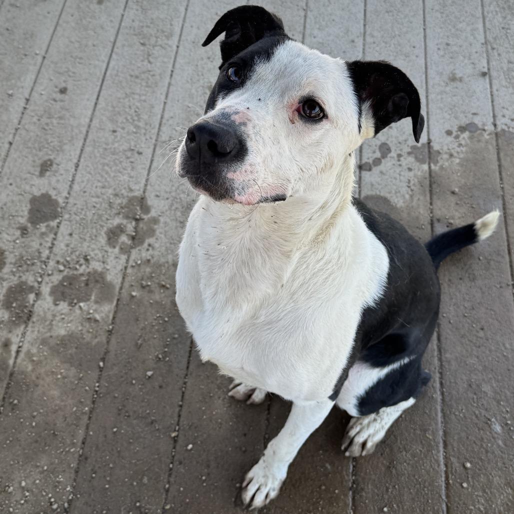 Enlarge Gus, a Adoptable mixed breed in Stagecoach, NV image 3/4