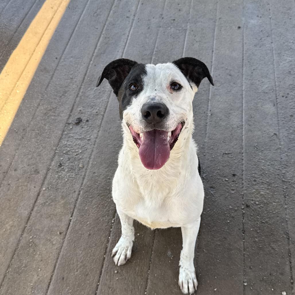 Enlarge Gus, a Adoptable mixed breed in Stagecoach, NV image 4/4