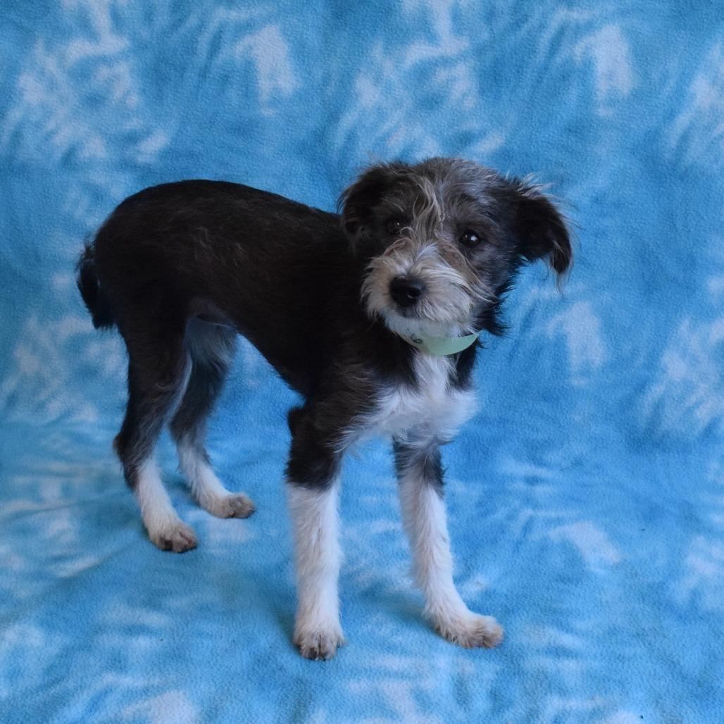 Casimira, a Adoptable Terrier in Eureka, CA image 1/3