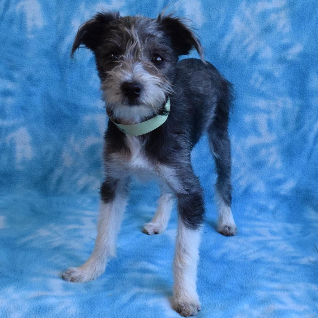Casimira, a Adoptable Terrier in Eureka, CA image 2/3