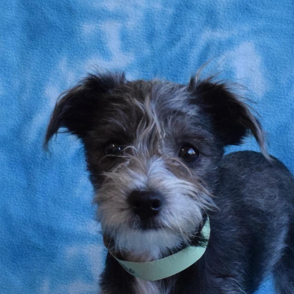 Casimira, a Adoptable Terrier in Eureka, CA image 3/3