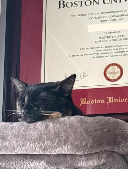 Enlarge Apricot, an adopted Domestic Short Hair in Melrose, MA image 2/6