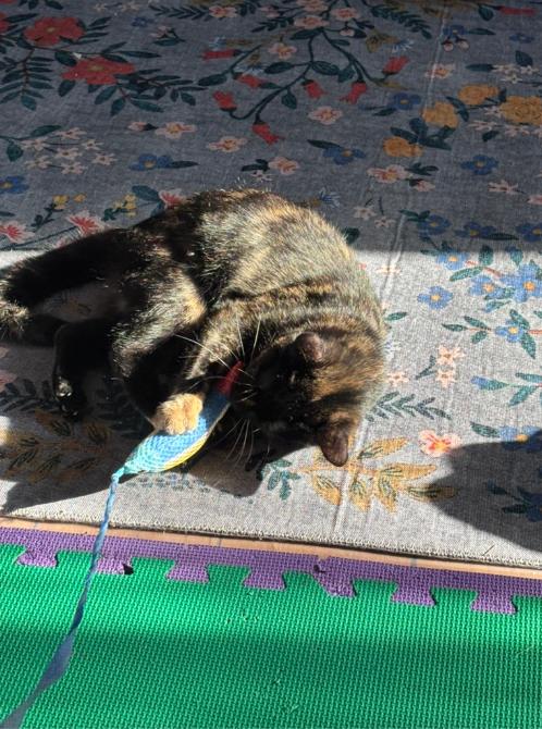 Enlarge Apricot, an adopted Domestic Short Hair in Melrose, MA image 3/6