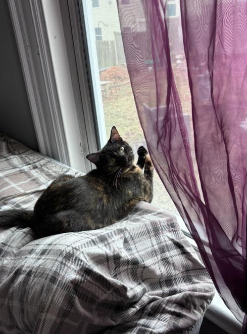 Enlarge Apricot, an adopted Domestic Short Hair in Melrose, MA image 1/6