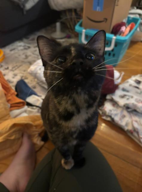 Enlarge Apricot, an adopted Domestic Short Hair in Melrose, MA image 6/6