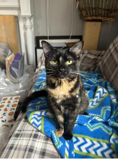 Enlarge Apricot, an adopted Domestic Short Hair in Melrose, MA image 5/6