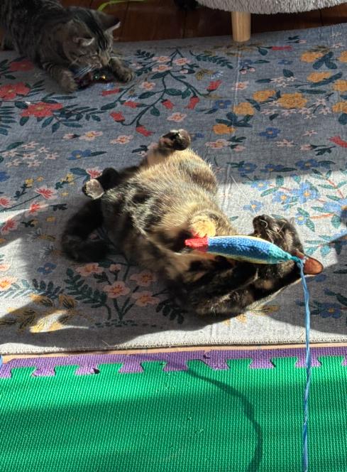 Enlarge Apricot, an adopted Domestic Short Hair in Melrose, MA image 4/6