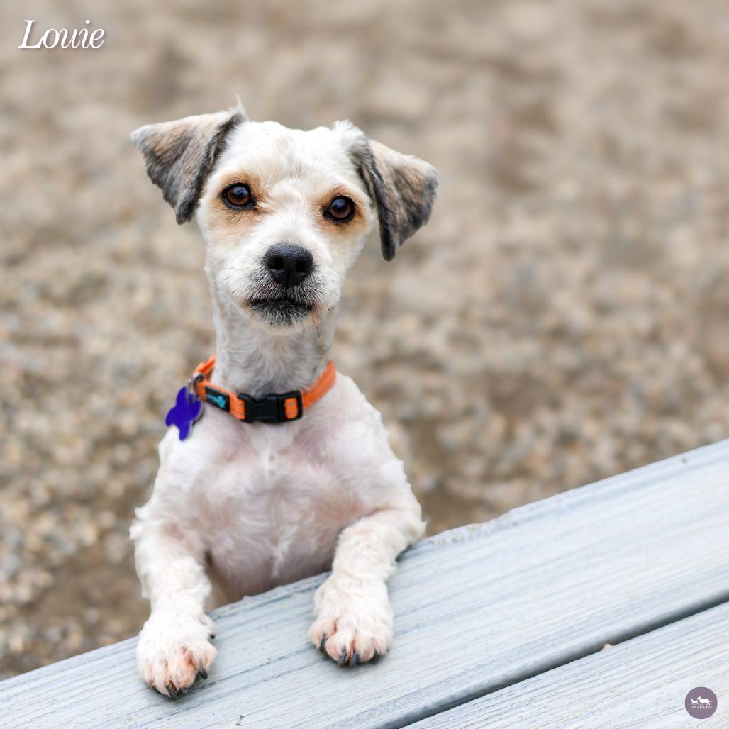 Louie, Adoptable, Adult Male Havanese & Mixed Breed.