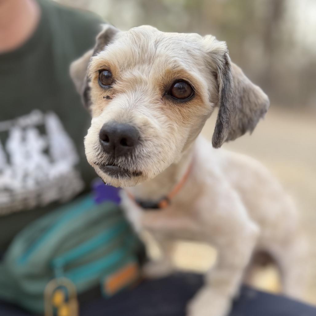 Enlarge Louie, a Adoptable mixed breed in Hopkinton, MA image 2/3