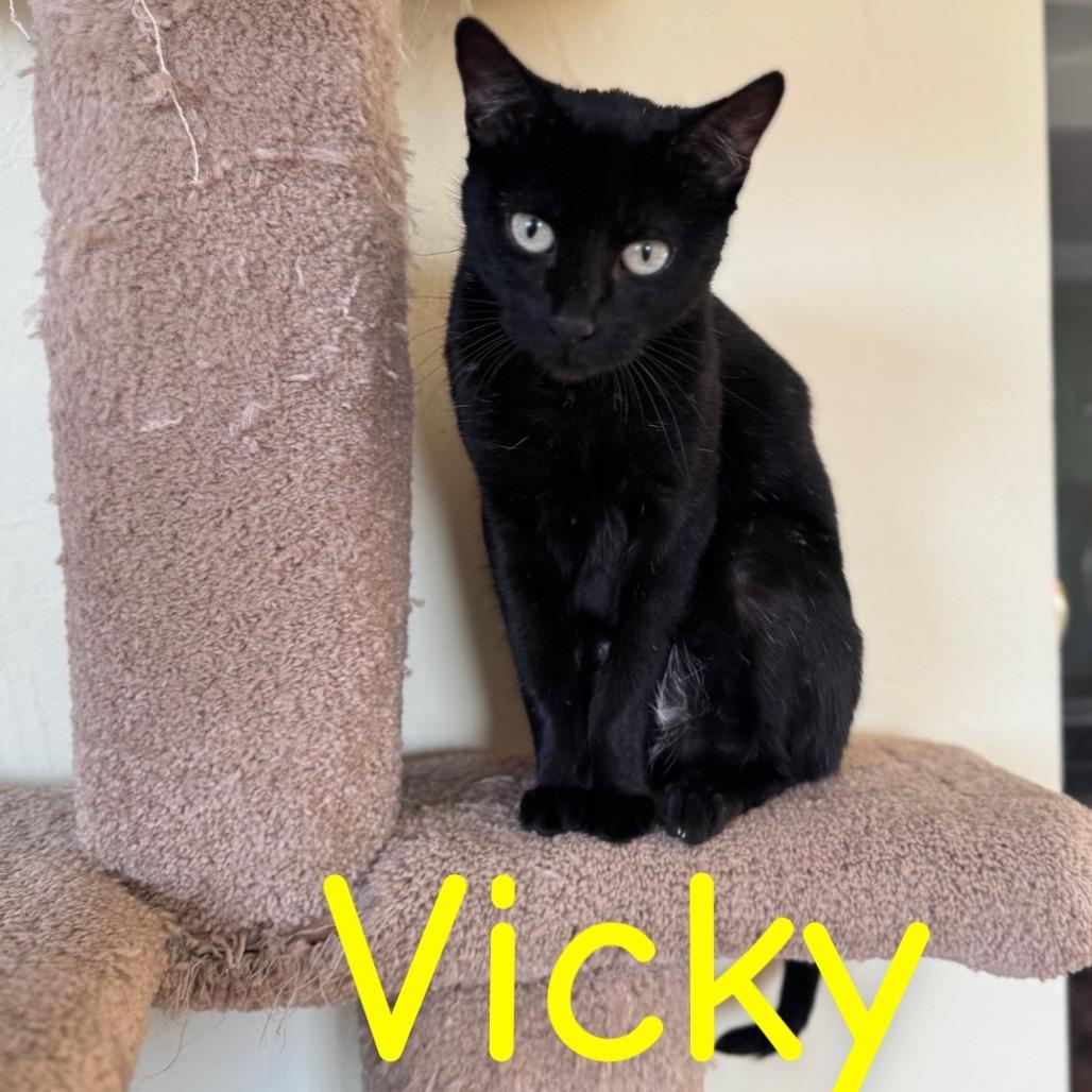 Enlarge Vicky, a Adoptable Domestic Short Hair in Tucson, AZ image 1/1