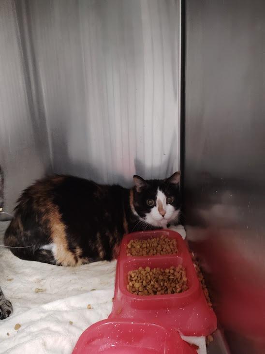 Enlarge Glenda, a Adoptable mixed breed in Republic, MO image 1/1