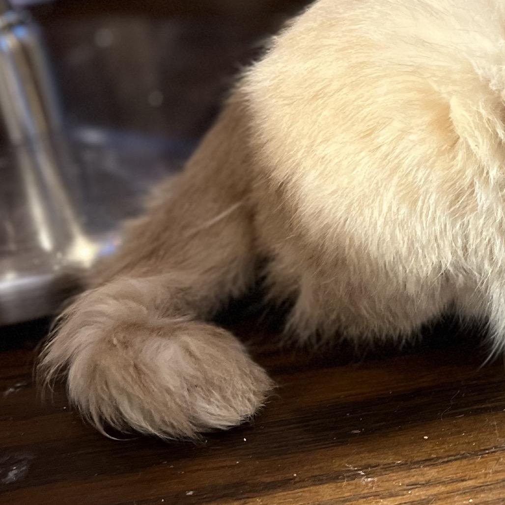 Enlarge Billabong, a Adoptable Domestic Short Hair in Greenfield, IN image 1/3