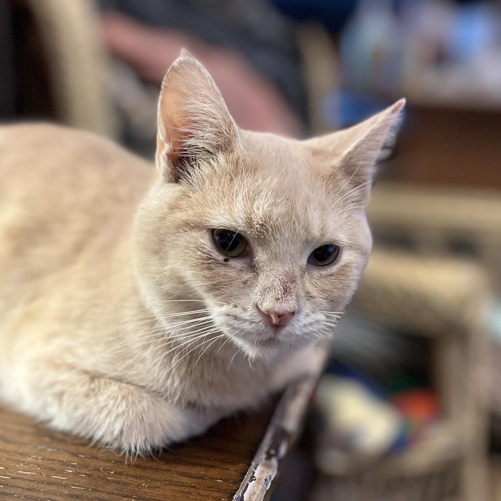 Enlarge Billabong, a Adoptable Domestic Short Hair in Greenfield, IN image 2/3