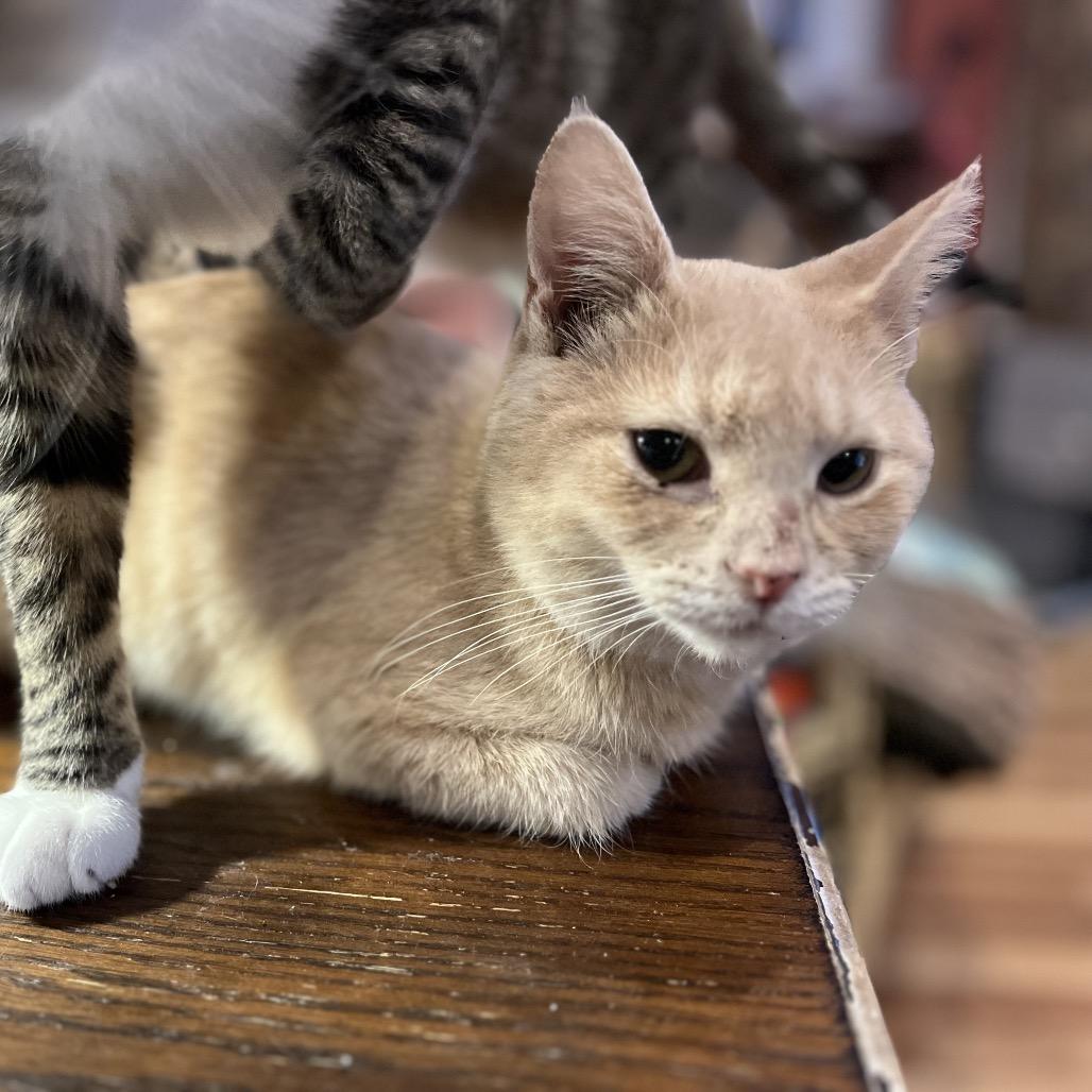 Enlarge Billabong, a Adoptable Domestic Short Hair in Greenfield, IN image 3/3