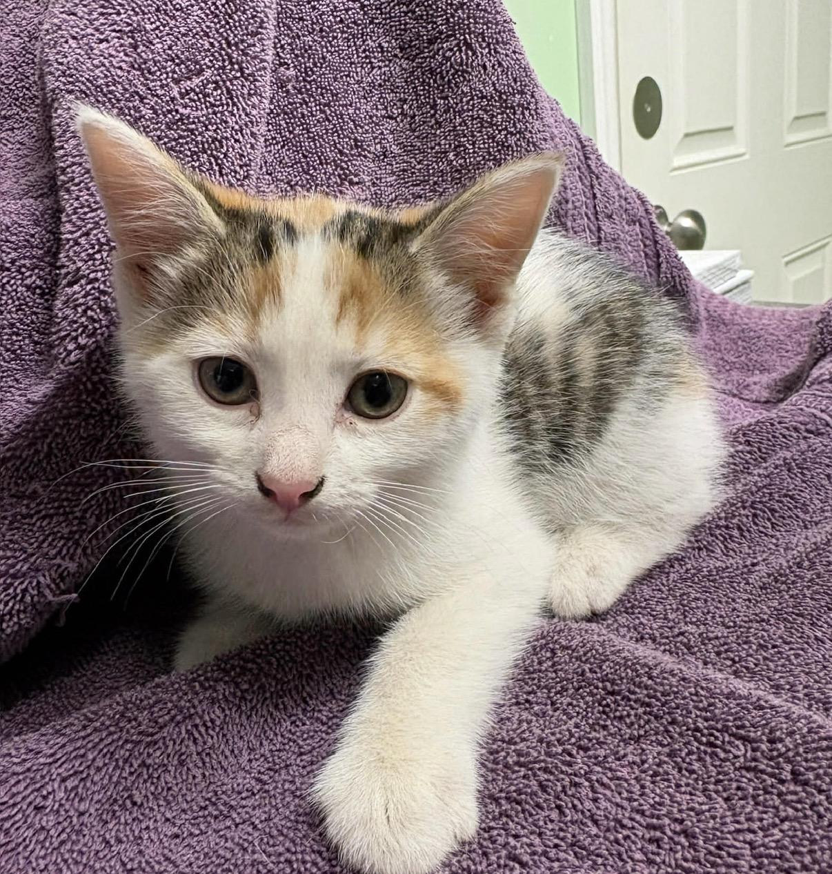 Enlarge Mayzie, a ADOPTABLE Domestic Short Hair in Hartville, OH image 1/1