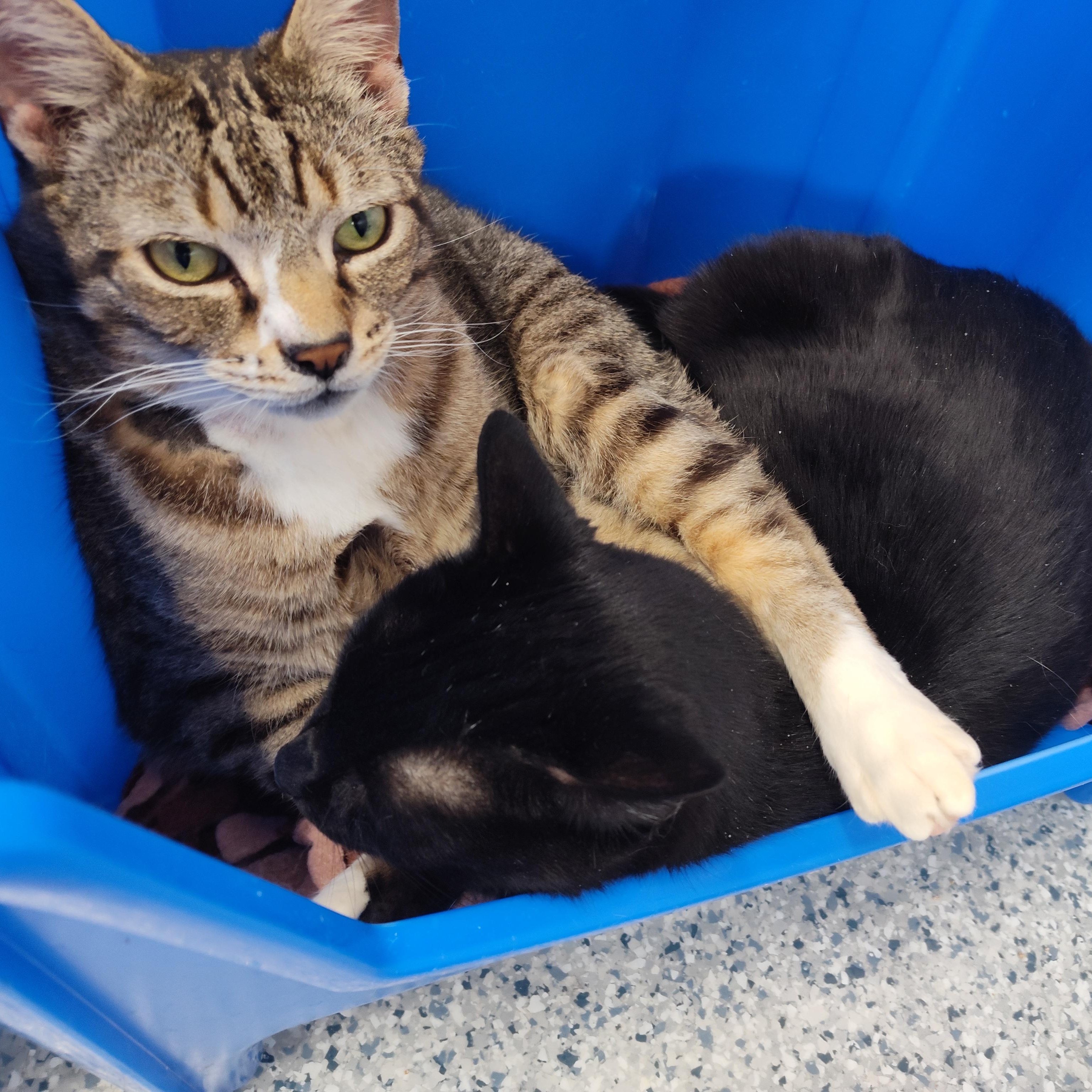 Junior, a Adoptable Domestic Short Hair in Stockbridge, MI image 6/6