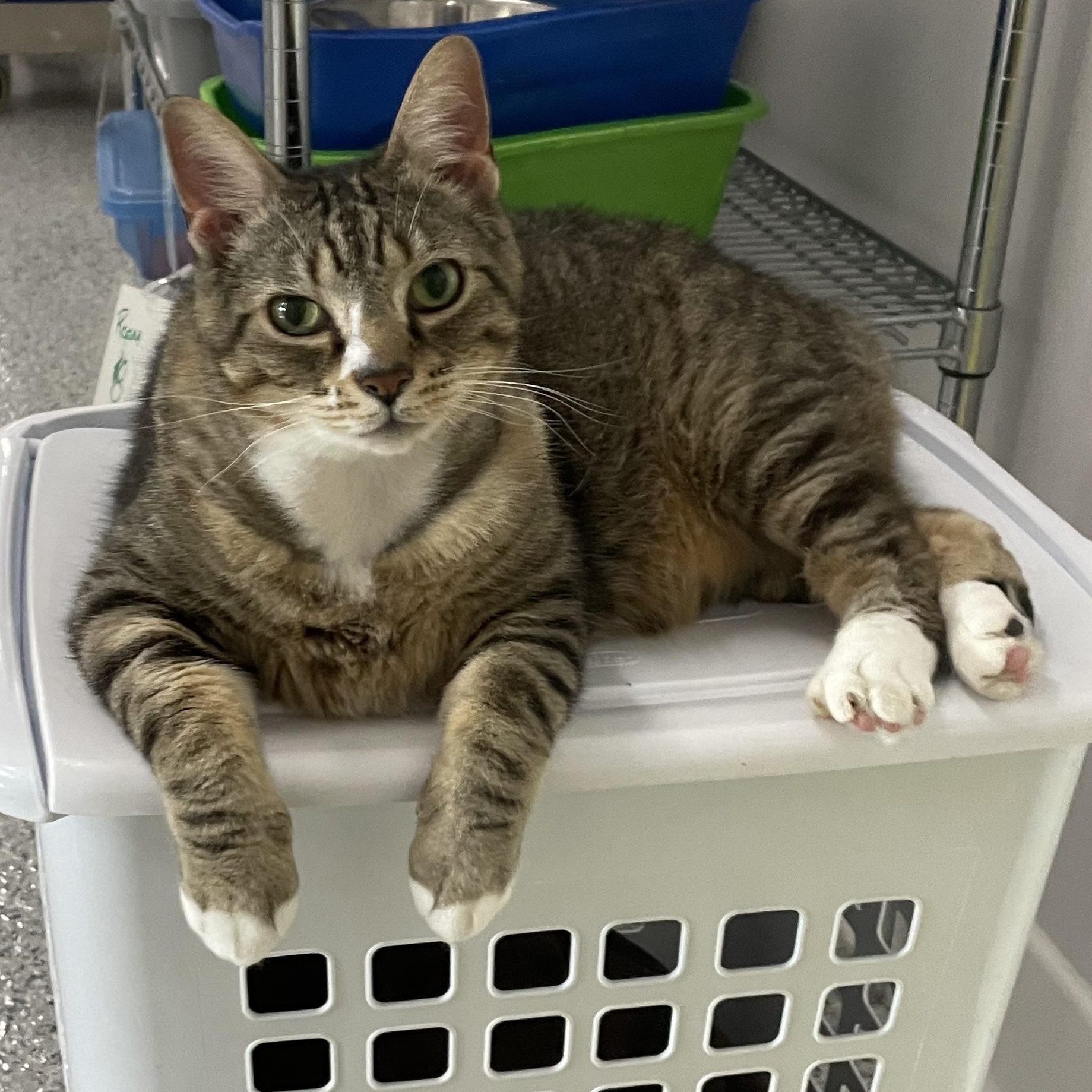 Enlarge Junior, a Adoptable Domestic Short Hair in Stockbridge, MI image 4/4