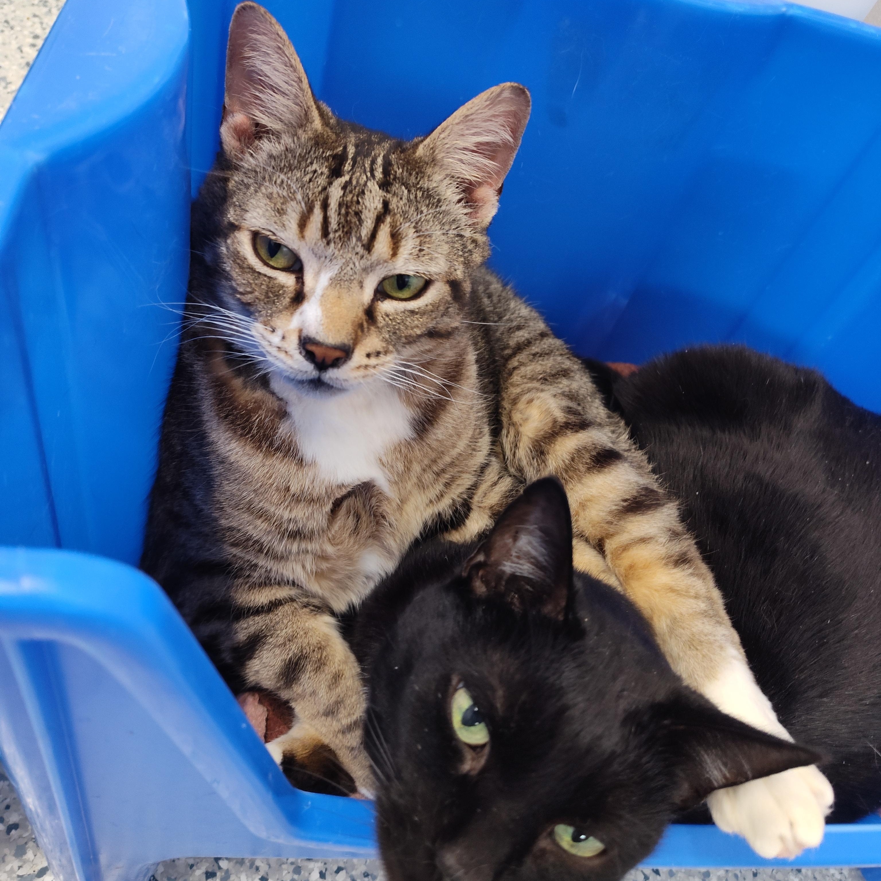 Junior, a Adoptable Domestic Short Hair in Stockbridge, MI image 1/6