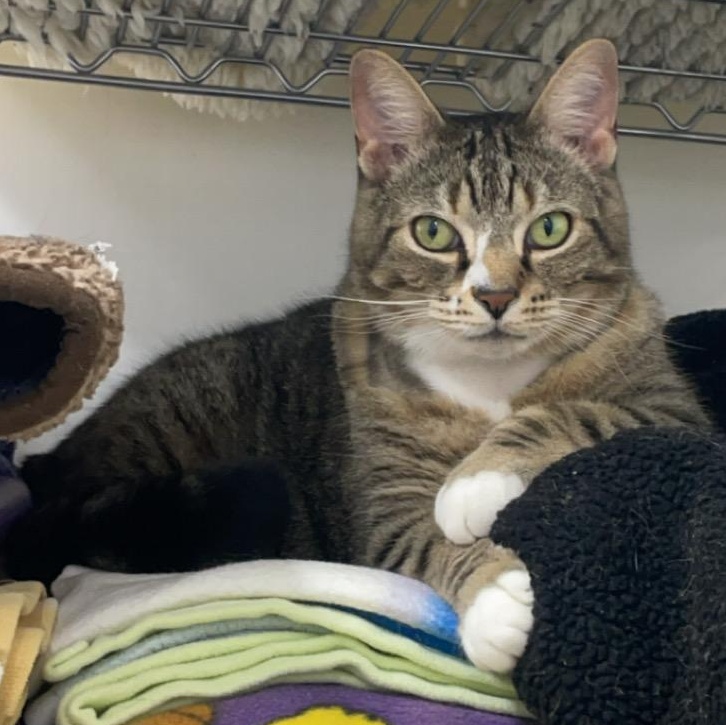 Enlarge Junior, a Adoptable Domestic Short Hair in Stockbridge, MI image 3/4